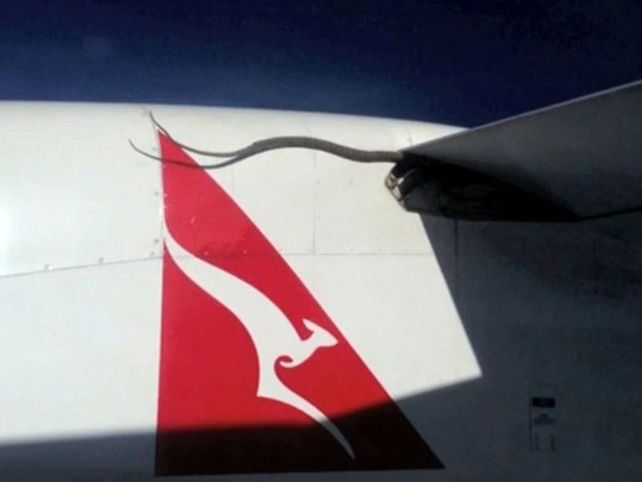 Una serpiente pitón de tres metros viajó pegada al ala de un avión durante 90 minutos