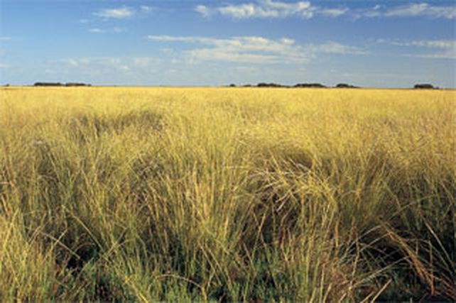 La “Alianza del Pastizal” está integrada por Paraguay