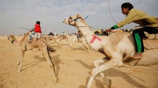 Carreras de camellos en el desierto de Egipto