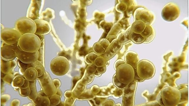 Candida Auris: Brasil confirmó el primer contagio de este hongo