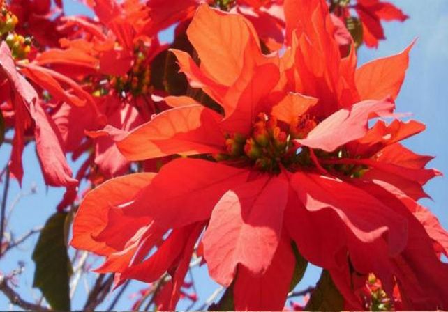 Las 10 plantas venenosas que pueden estar en tu jardín