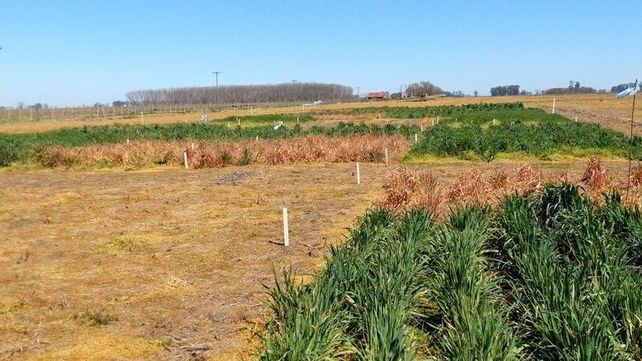 La agricultura contribuye al aumento de la concentración de N2O en la atmósfera