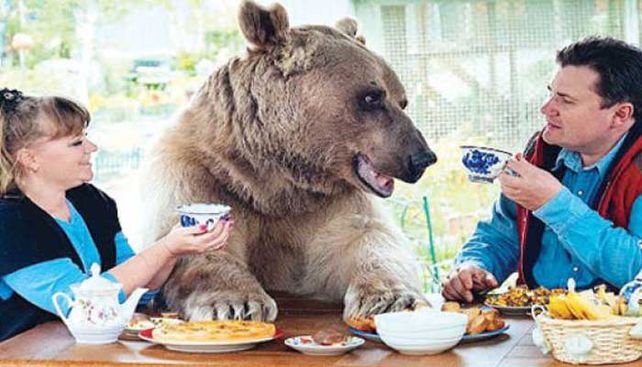 La increíble historia del oso adoptado que comparte la mesa y mira TV en el sofá