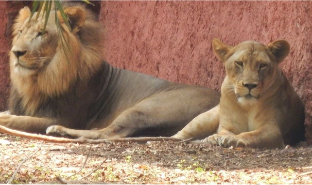 Ocho leones contrajeron coronavirus en un zoológico de India