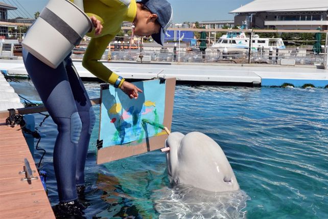 Un acuario japonés enseña a pintar a sus ballenas belugas