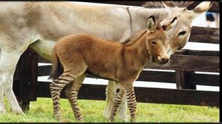 Nace un h&iacute;brido de cebra y burro en una reserva de Georgia