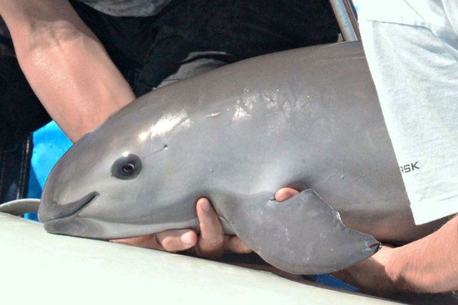 Las vaquitas marinas, al borde de la extinción: quedan menos de diez ejemplares