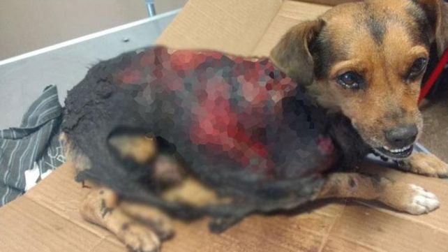 gentileza El Doce Tv