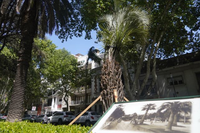 Un siglo y medio después, el cantero central de Oroño recupera su estampa