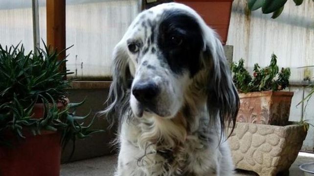 Le dieron licencia paga en el trabajo para cuidar a su perro enfermo