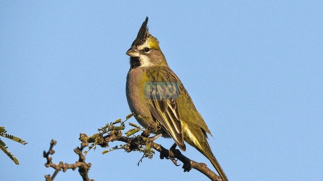 El avistaje de aves suma adeptos en Entre Ríos.