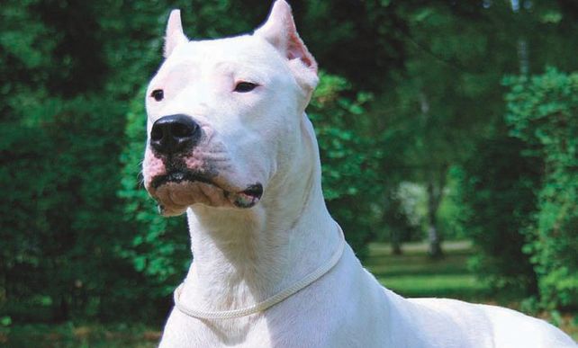 Horror en Mendoza: una beba de un año murió tras ser atacada por un dogo