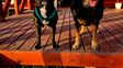 Guarderías para perros: un negocio que crece al ritmo de una nueva forma de vincularse con las mascotas