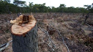 Cayó a una sexta parte la tala de bosques en el país en 10 años