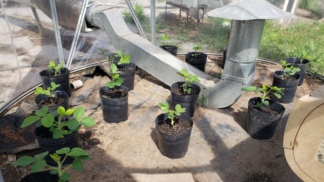 En Fauba apuntan a la necesidad de estudiar variedades de soja con mayor contenido de antioxidantes.