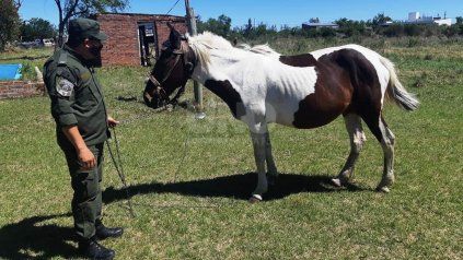 Faena clandestina en Santa Fe: la Assal enumeró los riesgos de consumir carne de caballo