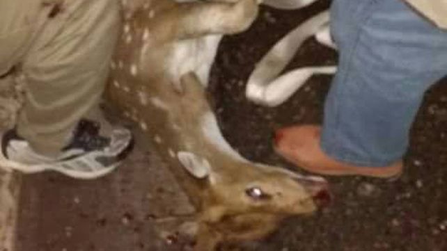 Sorpresa en Santa Elena por un bambi suelto en pleno centro