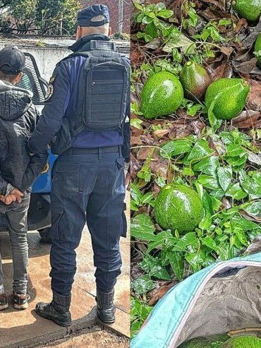 Detuvieron a un hombre por robar paltas y escapar por los techos
