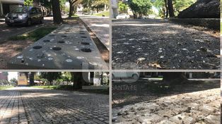 Las palomas regresaron a plaza Constituyentes y arruinan las baldosas