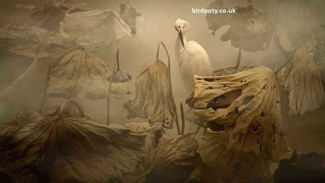 Imágenes ganadoras del concurso Bird Photographer of the Year 2020