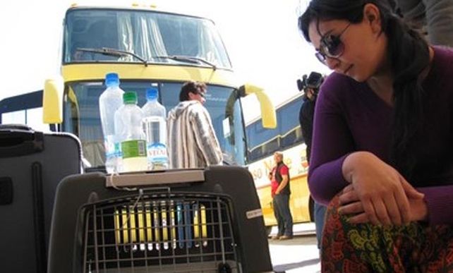 Rosario: un proyecto propone que se pueda viajar en colectivo con mascotas