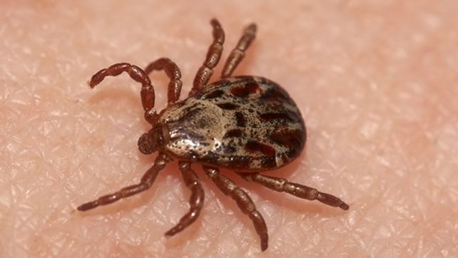 Identificaron en Japón un nuevo virus que es transmitido por garrapatas