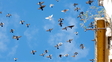 Por la invasión de palomas, cada vez más edificios de Rosario cierran sus patios y balcones