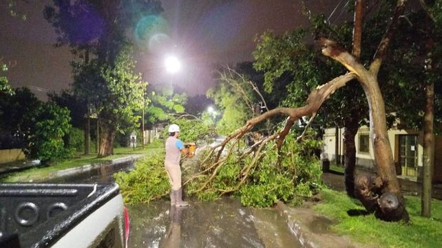 El municipio hizo evacuaciones preventivas y remoción de árboles caídos. Se reparten módulos alimentarios