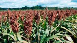 Entre Ríos: cuántos kilos de sorgo deben recolectar los productores para cubrir costos