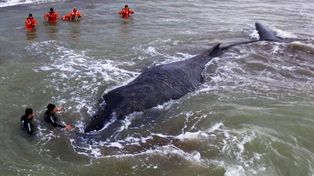 Apareció muerta la ballena que fue rescatada por los bomberos frente a la costa de Mar del Tuyú