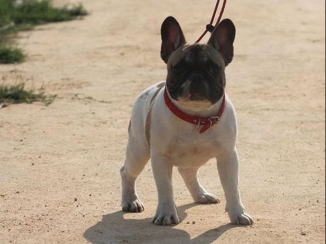 Estas son la razas de perros más caras del mundo