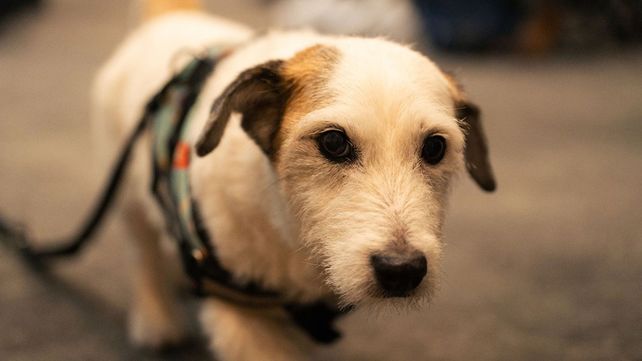 Entre Ríos, la primera provincia pet friendly de Argentina