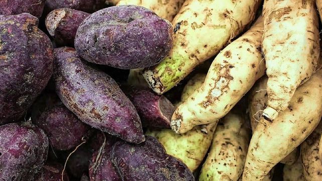 Proponen potenciar el cultivo de batata a través de una app