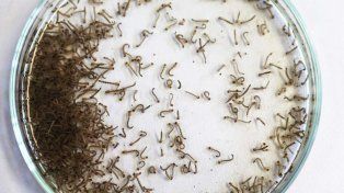 Dengue: advierten que los huevos del mosquito resisten el frío
