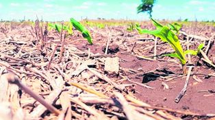 El Niño se afirma y hay otro verde en el campo