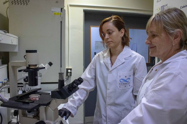 Las científicas Banchio y Díaz Reyes analizan resultados de sus estudios en el IBR.