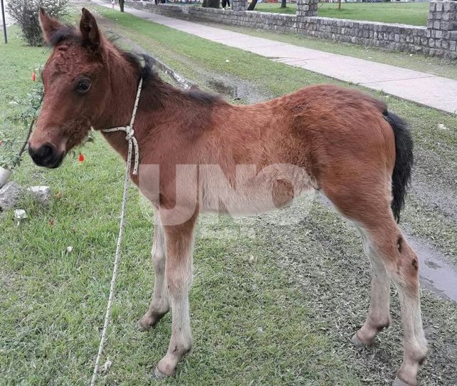 Robado. El potrillo se encontraba en poder de un hombre en inmediaciones del Jardín Botánico.&nbsp;