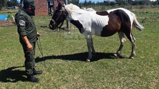 Los animales fueron recuperados por La Guardia Rural Los Pumas.