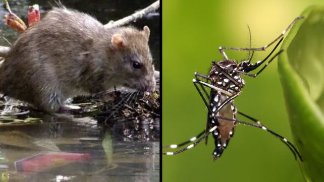 Radiografía del dengue y la leptospirosis en el Gran Santa Fe: qué reveló un estudio realizado durante tres años