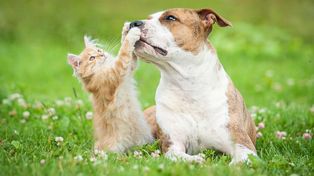 Por qué se conmemora el 29 de abril el Día del Animal en Argentina
