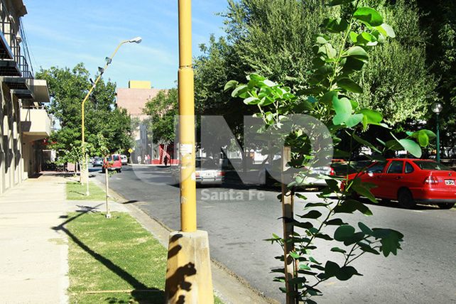 En 2013 se plantaron más de 6.400 árboles en distintos puntos de la ciudad
