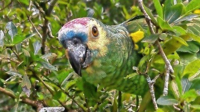 Provincia liberó una mona carayá y un grupo de loros habladores rescatados del tráfico ilegal