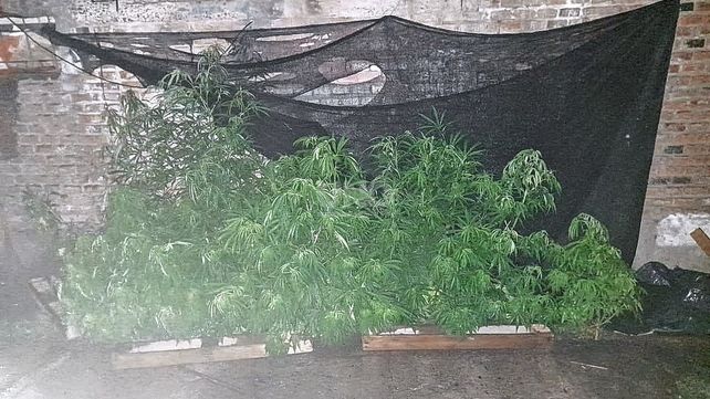 Las plantas de marihuana secuestradas de la vivienda