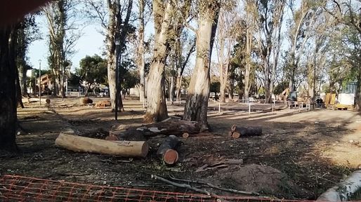 Asesinato en la noche del lunes en la zona sur de Rosario 12 casino Vecinos de zona sur denuncian la tala de 22 añosos eucaliptus en la plaza Las Heras