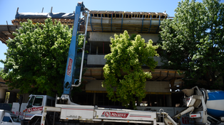 Se multiplican los reclamos por constructoras que derriban ejemplares del arbolado público.
