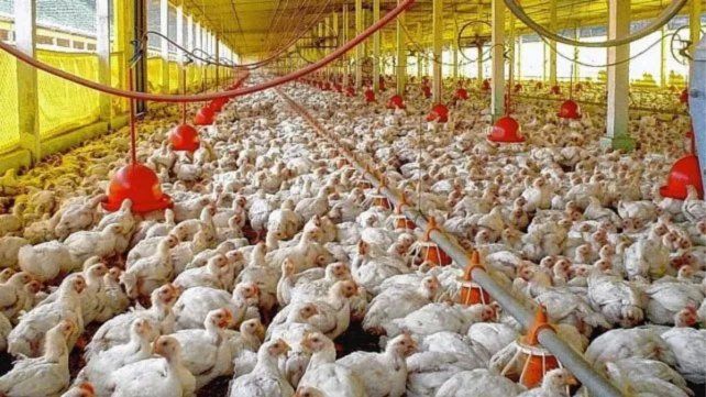 Gripe aviar: sacrificaron 15.000 gallinas en el departamento Las Colonias