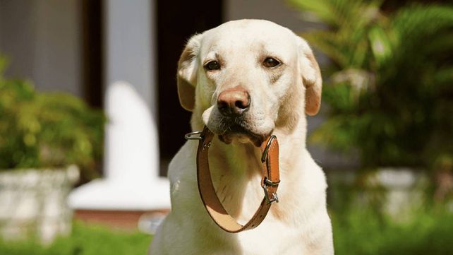 Funes endurece las sanciones a dueños de mascotas