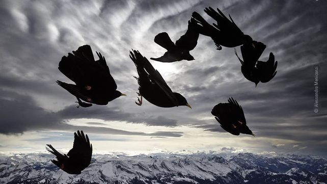 Las imágenes finalistas del Wildlife Photographer of the Year