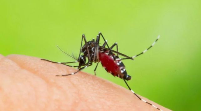 dengue