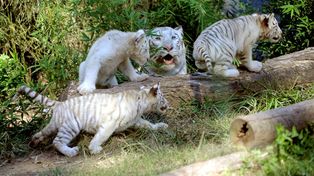 Nacieron tres tigres de Bengala blancos en el zoológico de Buenos Aires